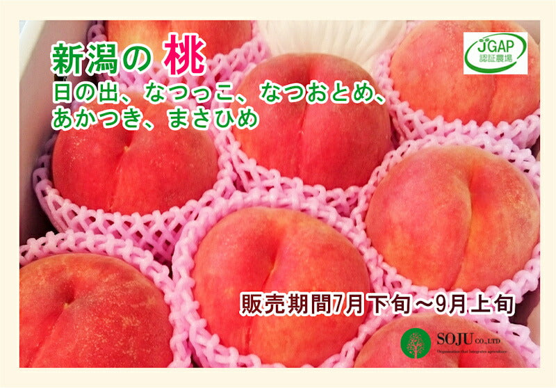 【フルーツ もも 桃 完熟桃 送料無料】新潟県 三条果実専門家集団 想樹樹上完熟厳選もも 3kg（9～12個)【お取り寄せ モモ 果実 贈答品 ギフト】