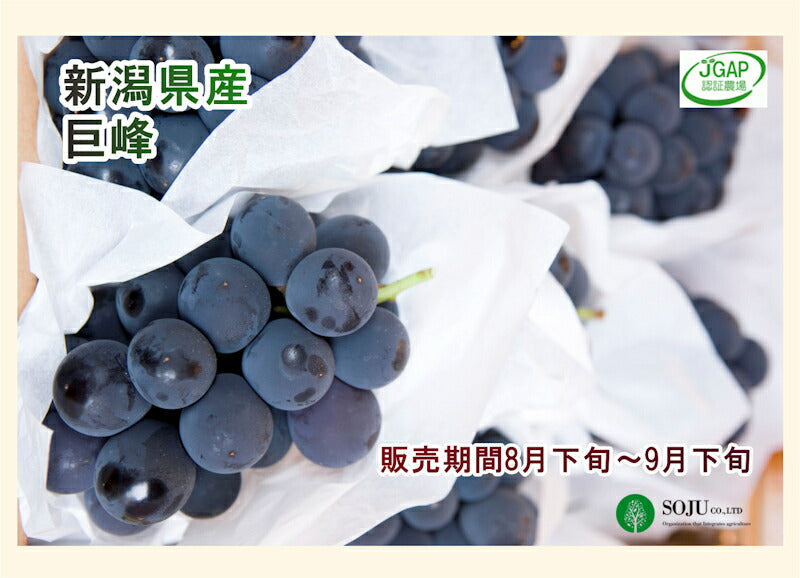 【フルーツ ぶどう ブドウ 巨峰 送料無料】新潟県 三条果実専門家集団 想樹樹上完熟ぶどう 種付巨峰 2房（350g～450g）【お取り寄せ ブドウ 果実 贈答品 ギフト】