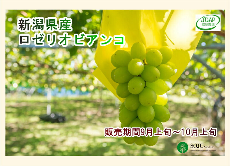 【フルーツ ブドウ ロザリオビアンコ】新潟県 三条果実専門家集団 想樹樹上完熟 ロザリオビアンコ 1房（500g～700g）送料無料【ブドウ 果実 贈答品 ギフト】