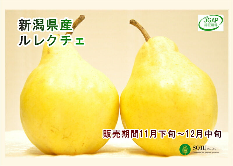 【フルーツ 洋梨 ルレクチェ 送料無料】新潟県 三条果実専門家集団 想樹樹上完熟 ルレクチェ 1kg（2個～3個）贈答用【ル・レクチェ 梨 贈答品 ギフト】