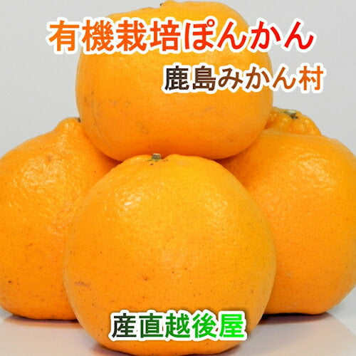 【フルーツ みかん 有機ぽんかん】佐賀県 鹿島市 有機みかん佐藤農場有機ぽんかん 5kg採りたてを農園から産地直送 送料無料【ミカン 果実 ギフト 無農薬栽培】