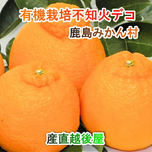 【フルーツ みかん 有機栽培 不知火デコ】佐賀県 鹿島市 有機みかん佐藤農場有機栽培 不知火デコ 3kg 2箱採りたてを農園から産地直送 送料無料【ミカン 果実 ギフト 無農薬栽培】
