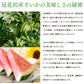 【早期予約】お買い得品 山形県尾花沢産すいか／M玉以上・1箱2玉いり※送料無料(一部地域を除く)wm04