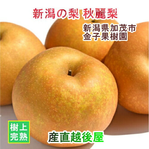 【フルーツ 和梨 完熟梨 送料無料】新潟県 加茂市 金子果樹園新潟の新たな梨 秋麗梨 5kg（13～18個)厳選した梨 化粧箱入り【お取り寄せ なし 果実 贈答品 ギフト】