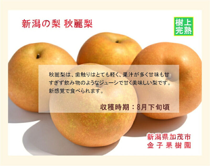 【フルーツ 和梨 完熟梨 送料無料】新潟県 加茂市 金子果樹園新潟の新たな梨 秋麗梨 3kg（8～10個)厳選した梨 化粧箱入り【お取り寄せ なし 果実 贈答品 ギフト】