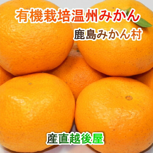 【フルーツ みかん 有機栽培みかん】佐賀県 鹿島市 有機みかん佐藤農場有機転換栽培 有機温州みかん 10kg採りたてを農園から産地直送 送料無料【ミカン 果実 ギフト 無農薬栽培】