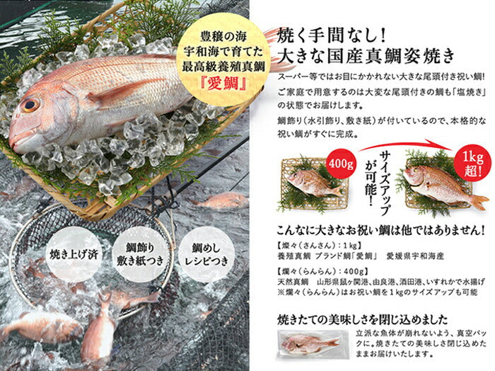 ★非掲載★お食い初め 鯛【伊勢神宮外宮奉納 祝い鯛姿焼き（400g）】国産天然真鯛　初節句 雛祭り 贈り物 尾頭付き 姿焼き 塩焼き 鯛めしレシピ付