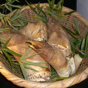 【４月中旬お届け】山口県産朝掘りたけのこ ３ｋｇ