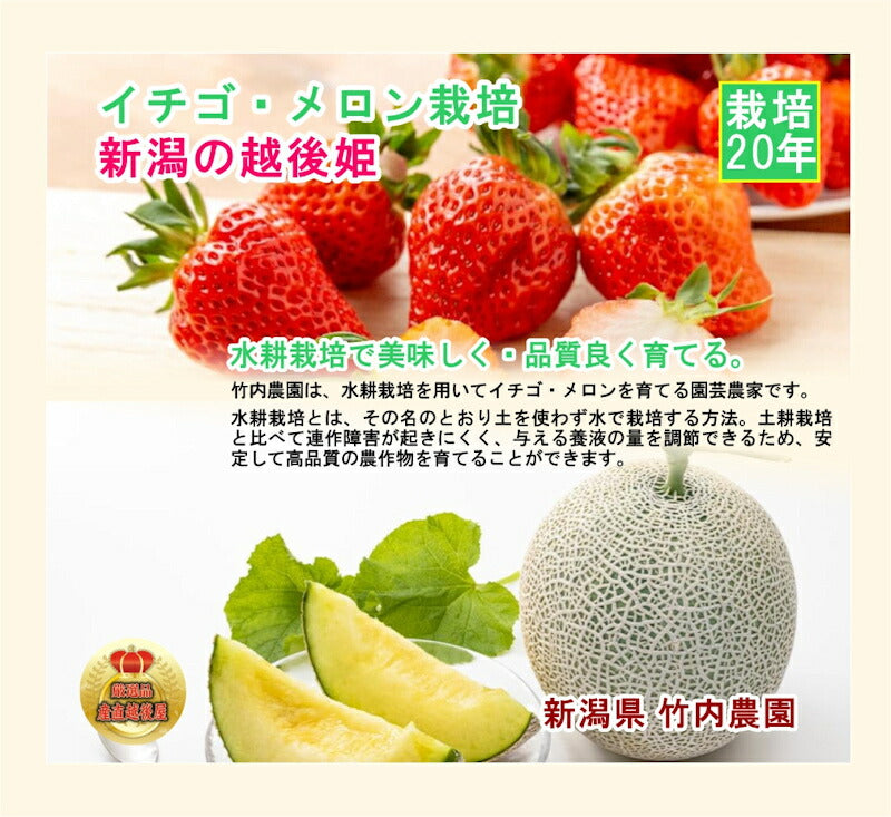 【フルーツ いちご 越後姫】新潟県 新潟市 竹内農園水耕栽培苺 越後姫 9粒 4L 1パック採りたてを農園から産地直送送料無料【苺 イチゴ 果実 ギフト 贈答品】