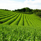★非掲載★契約茶園謹製 老舗のこだわり 深蒸緑茶 匠の茶詰合せ TR-A 老舗謹製 深蒸 緑茶 煎茶 茶葉 匠の茶 詰合せ かぶせ仕立て 遠赤焙煎製法 ソムリエ 旬摘み セット ギフト 贈り物 プレゼント おいしい 敬老の日 人気 おすすめ ランキング ※代引不可