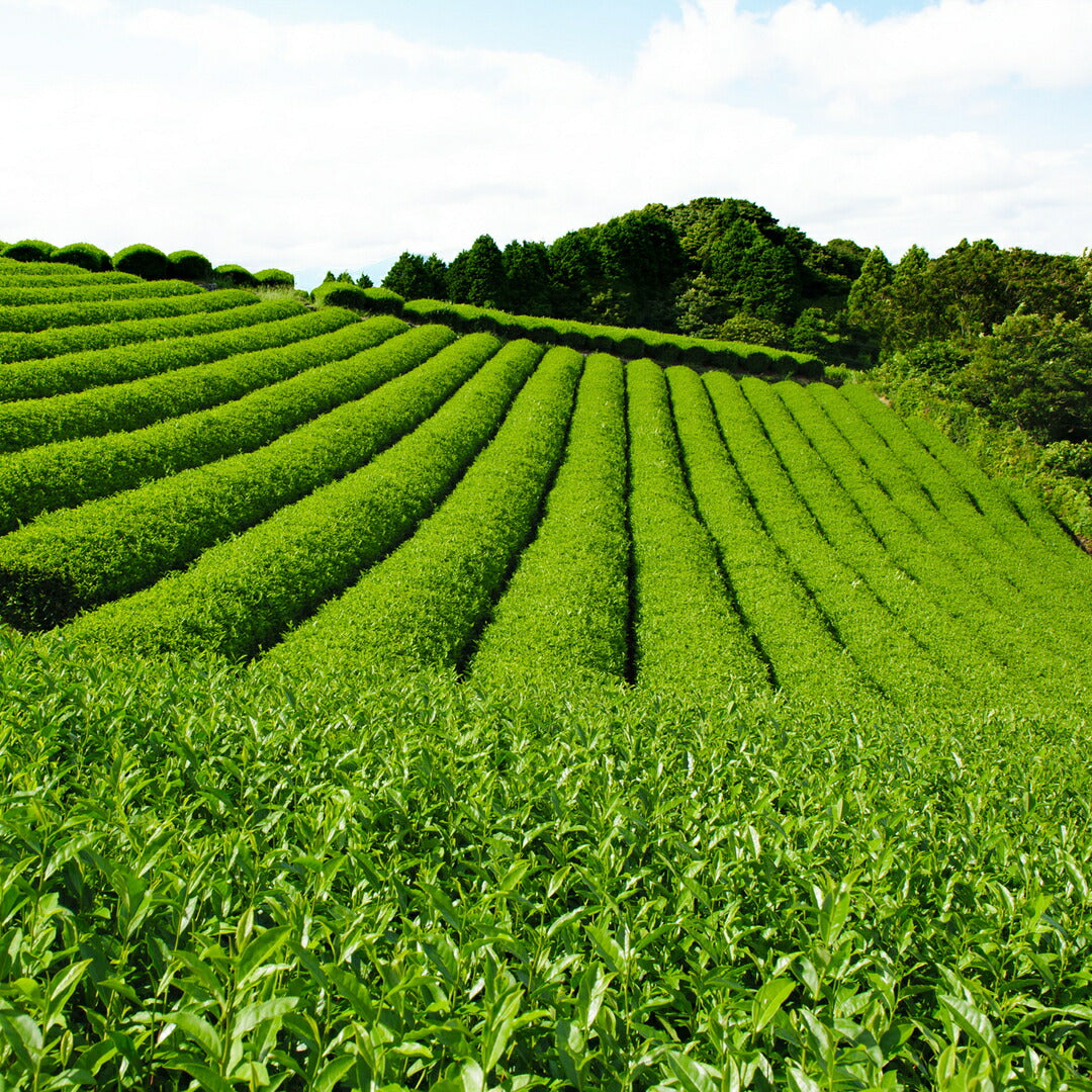★非掲載★契約茶園謹製 老舗のこだわり 深蒸緑茶 匠の茶詰合せ TR-C 老舗謹製 深蒸 緑茶 煎茶 茶葉 匠の茶 詰合せ かぶせ仕立て 遠赤焙煎製法 ソムリエ 旬摘み セット ギフト 贈り物 プレゼント おいしい 敬老の日 人気 おすすめ ランキング ※代引不可