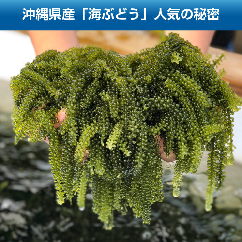 【絶品＆低カロリー！おつまみにも】沖縄産海ぶどう 100g 久米島海洋深層水漬け 海ブドウ 海葡萄  グリーンキャビア お取り寄せグルメ クビレヅタ 美容 健康 メール便送料無料