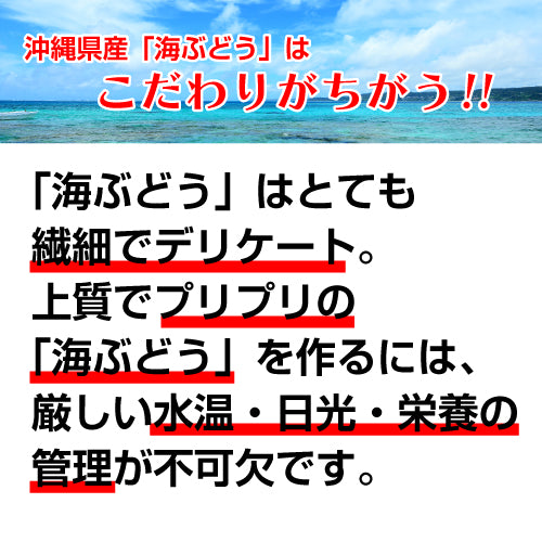【絶品＆低カロリー！おつまみにも】沖縄産海ぶどう 100g 久米島海洋深層水漬け 海ブドウ 海葡萄  グリーンキャビア お取り寄せグルメ クビレヅタ 美容 健康 メール便送料無料
