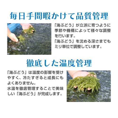【絶品＆低カロリー！おつまみにも】沖縄産海ぶどう 100g 久米島海洋深層水漬け 海ブドウ 海葡萄  グリーンキャビア お取り寄せグルメ クビレヅタ 美容 健康 メール便送料無料