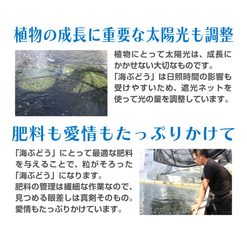 【絶品＆低カロリー！おつまみにも】沖縄産海ぶどう 100g 久米島海洋深層水漬け 海ブドウ 海葡萄  グリーンキャビア お取り寄せグルメ クビレヅタ 美容 健康 メール便送料無料