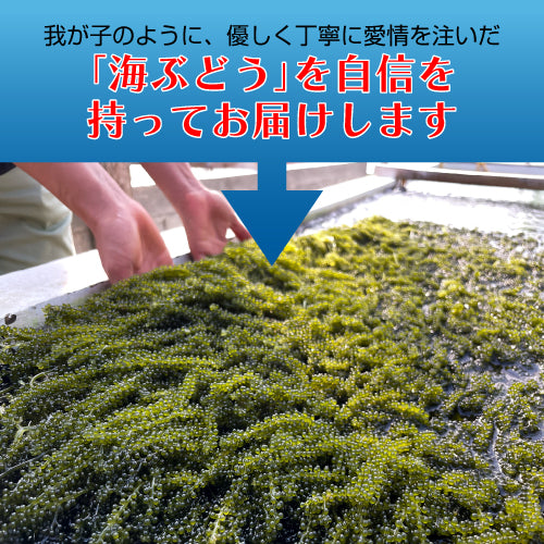 【絶品＆低カロリー！おつまみにも】沖縄産海ぶどう 100g 久米島海洋深層水漬け 海ブドウ 海葡萄  グリーンキャビア お取り寄せグルメ クビレヅタ 美容 健康 メール便送料無料