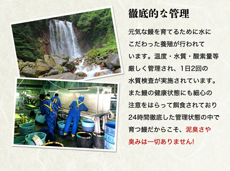 無投薬うなぎ 4尾 約140g×4本 国産 鰻 鹿児島県産 ( 鰻 うなぎ ウナギ 蒲焼 かば焼き 土用丑 土用 丑の日 スタミナ 夏 山田水産) 冷凍便 お取り寄せグルメ 食品 ギフト