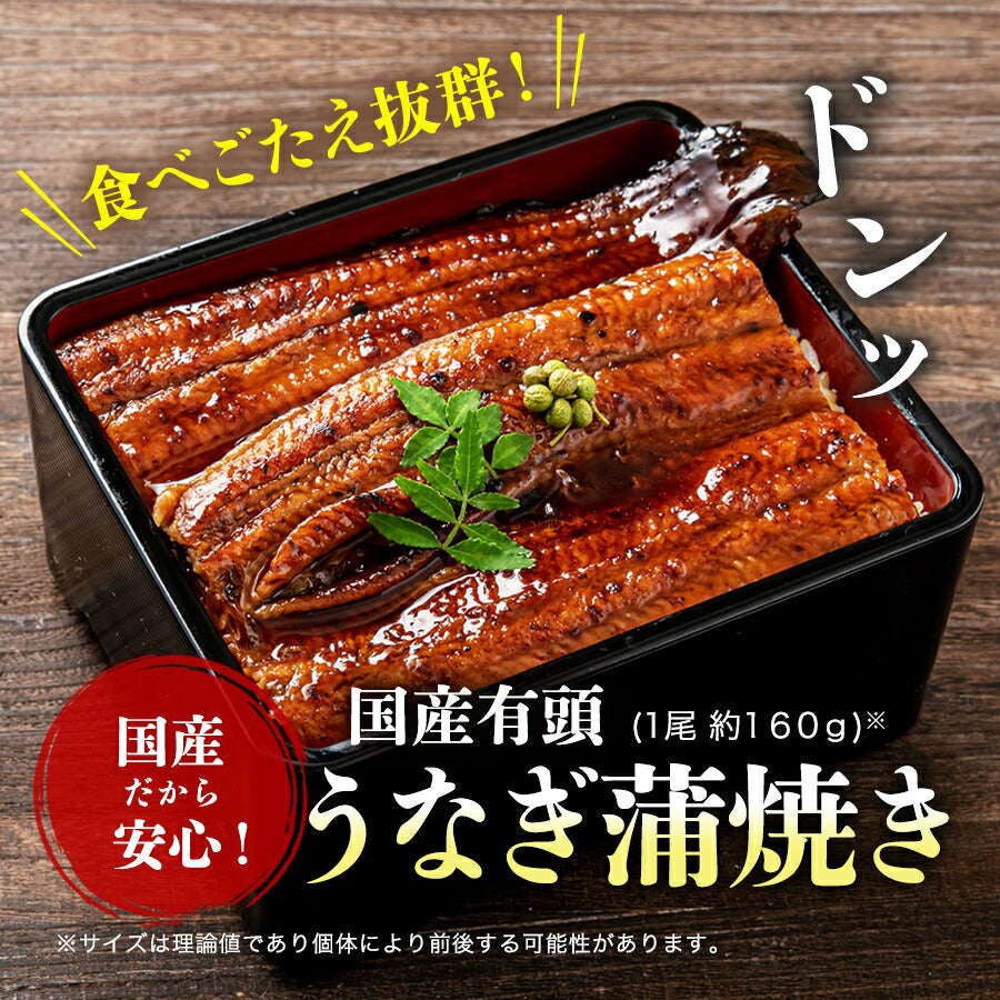 国産 うなぎ蒲焼き 約160g 大サイズ 有頭 山椒・たれ2袋付き 送料無料 鰻 うなぎ ウナギ 蒲焼 かば焼き 土用丑の日 スタミナ ギフト 冷凍便 お取り寄せグルメ 食品 ギフト