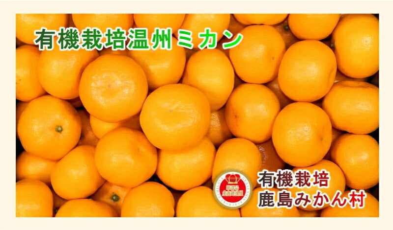 【フルーツ みかん 有機栽培みかん】佐賀県 鹿島市 有機みかん佐藤農場有機転換栽培 有機温州みかん 3kg採りたてを農園から産地直送 送料無料【ミカン 果実 ギフト 無農薬栽培】