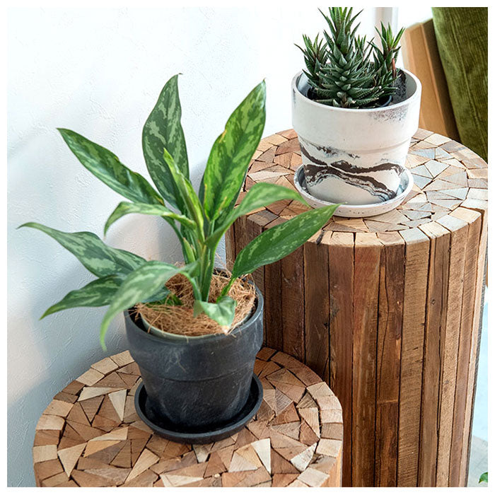 【81086.トリコロール・プランツポット】 植木鉢 プラスチック お洒落 5号 通販 プランター おしゃれ 植木 鉢 ポット 花鉢 5号鉢 プラスチック製鉢 かわいい 可愛い 軽量 軽い 直径 16.5cm アーバンプランツポット ５号 マーブル