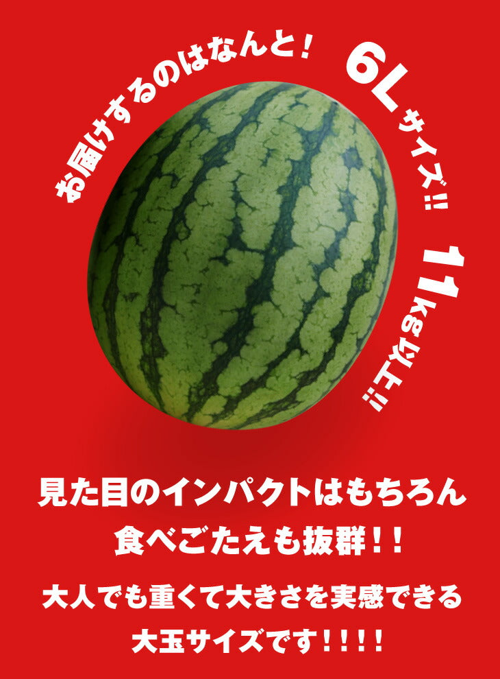 お中元 送料無料 すいか おもいっきり特大 山形県産すいか6L／1箱1玉いり※一部地域は別途送料　のし対応 e3