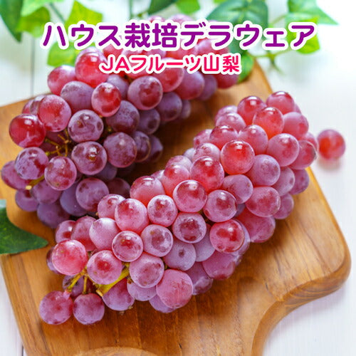 【フルーツ ぶどう ブドウ 送料無料】山梨県 ＪＡフルーツ山梨 組合長推奨 ハウス栽培 デラウェア最高品質 約2kg 16房～17房ＪＡフルーツ山梨から産地直送【果物 贈答品 ギフト】