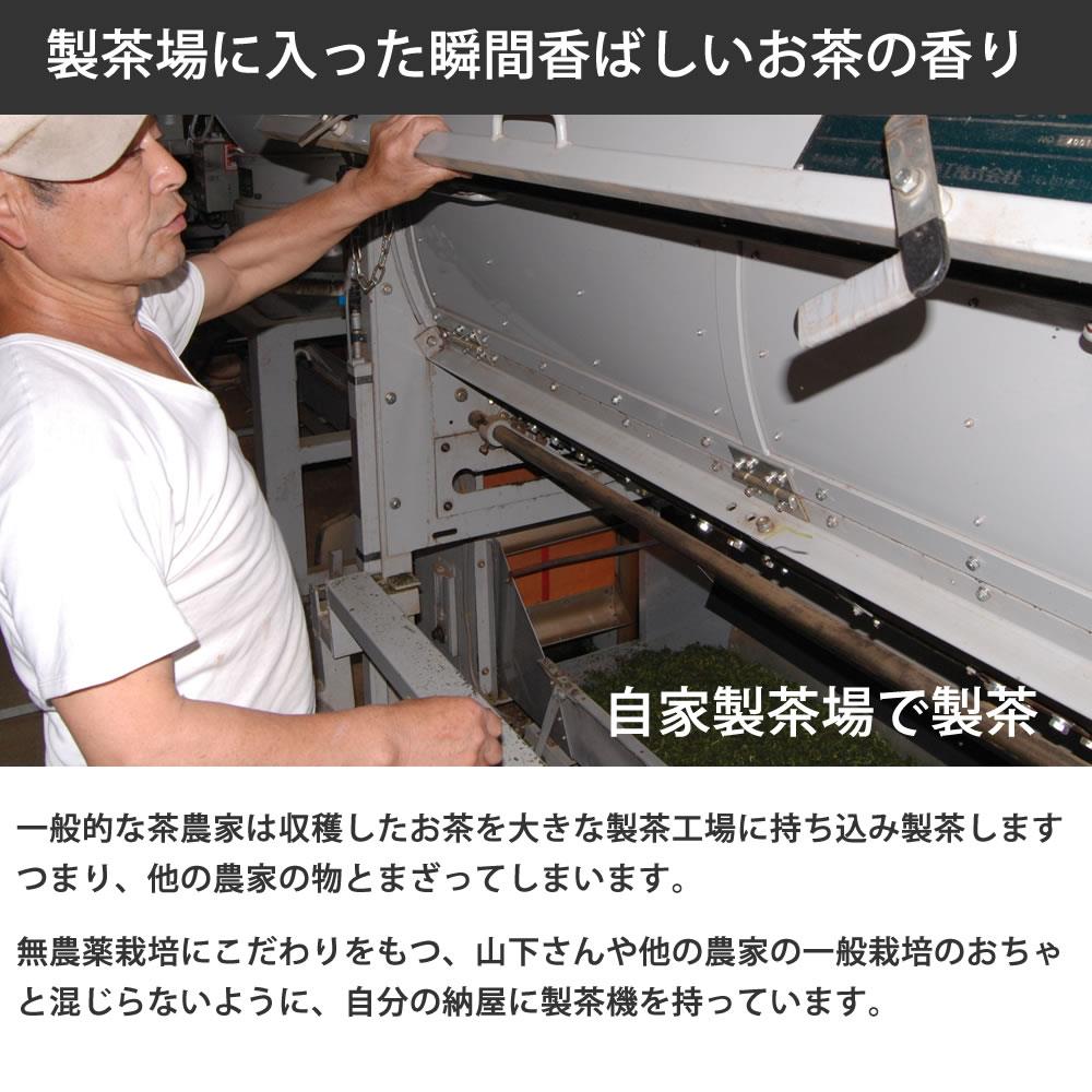 鮮度が違う自家製茶　自然農法のべにふうき茶 緑茶（煎茶）100g x ３袋　夏に美味しい春野産のべにふうき 春のべにふうき屋さん