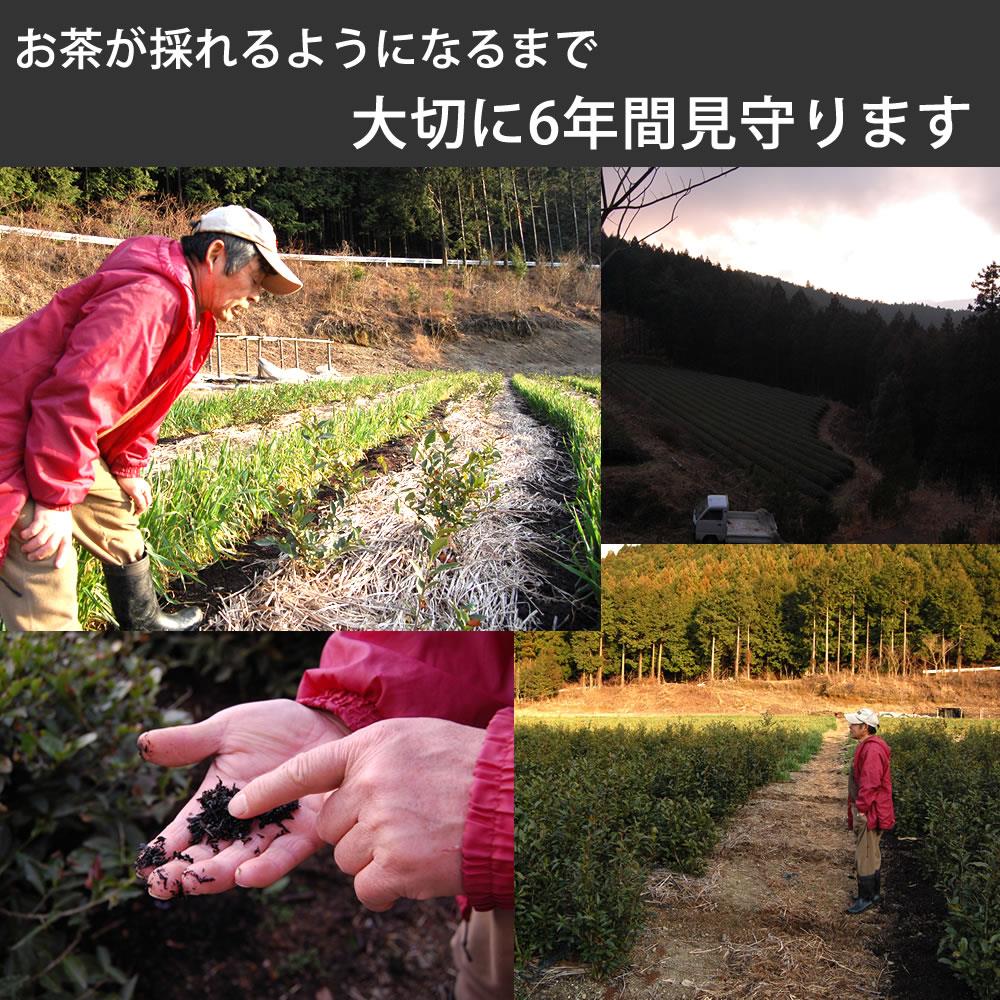 夏は かぶ飲み健康法 べにふうき粉末煎茶 3袋セット　自然栽培のべにふうき（メチル化カテキン茶）、国産べにふうき無農薬栽培 べにふうき粉末茶（メチル化カテキン茶）　 べにふうき3袋　粉末煎茶 春のべにふうき屋さん