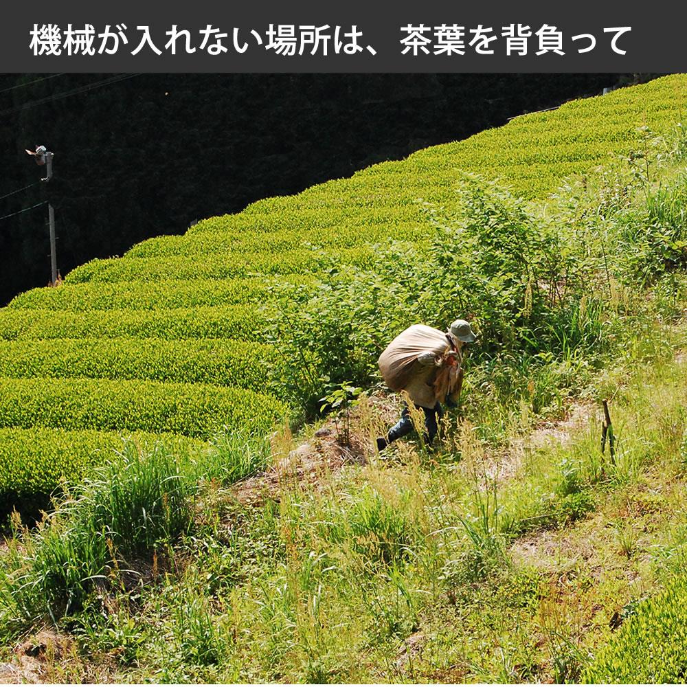 鮮度が違う自家製茶　自然農法のべにふうき茶 緑茶（煎茶）100g x ３袋　夏に美味しい春野産のべにふうき 春のべにふうき屋さん