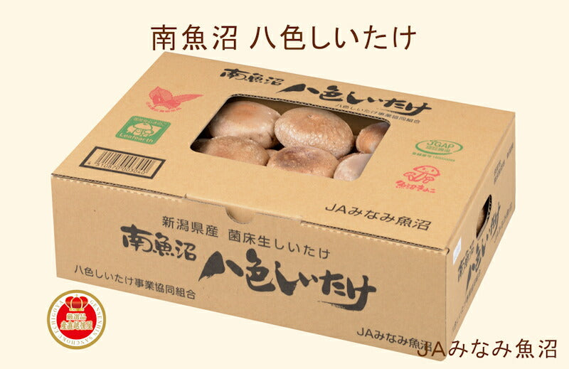 【送料込み】しいたけ 八色しいたけ 南魚沼 JAみなみ魚沼農協南魚沼産 八色しいたけ 1kg箱入