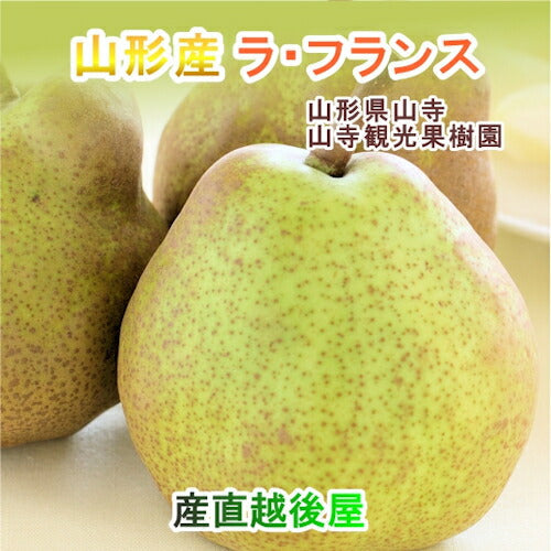 【フルーツ 山形県 ラフランス 洋梨】山寺観光果樹園山形県産　高級ラ・フランス 3L～Ｌ5kg（16個～20個）家庭用 送料無料【果物 贈答品 ギフト プレゼント】