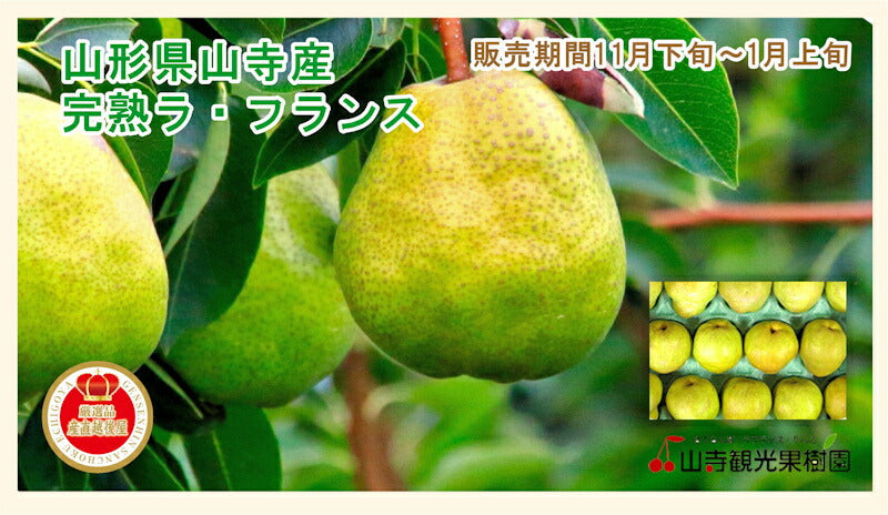 【フルーツ 山形県 ラフランス 洋梨】山寺観光果樹園山形県産　高級ラ・フランス 葉取らずふじりんご詰合せ 3kg（9個）送料無料【果物 贈答品 ギフト プレゼント】