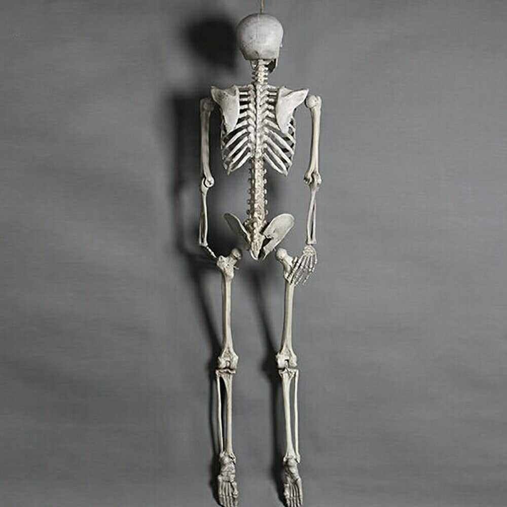 ハロウィン 骸骨 ガイコツ 骨 等身大 置物 約165cm ホラー リアル 本格的 誕生日 飾り付け 室内 置物 仮装 クリスマス用品 怖い 恐怖 スケルトン skeleton 骨 ボーン 渋い かわいい Xmas Christmas 豪華グッズ