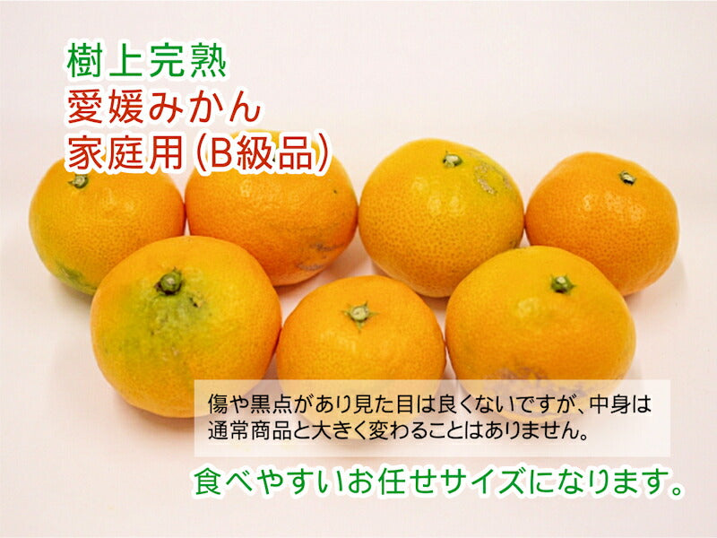 【フルーツ みかん 温州みかん】愛媛県 愛南町 みかん果樹園 吉田農園樹上完熟栽培 愛媛みかん 5kg B級品採りたてを農園から産地直送送料無料【ミカン 果実 ギフト 贈答品】