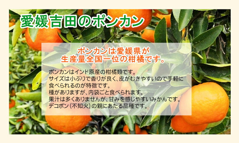 【フルーツ みかん ポンカン】愛媛県 愛南町 みかん果樹園 吉田農園樹上完熟栽培 吉田のポンカン 5kg 通常品採りたてを農園から産地直送送料無料【ミカン 果実 ギフト 贈答品】