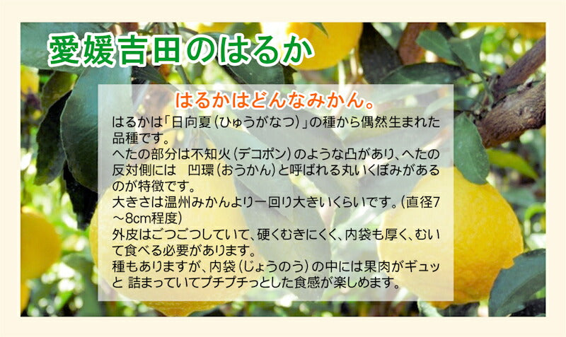 【フルーツ みかん はるか】愛媛県 愛南町 みかん果樹園 吉田農園樹上完熟栽培 吉田のはるか 10kg通常品採りたてを農園から産地直送送料無料【ミカン 果実 ギフト 贈答品】