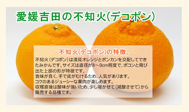 【フルーツ みかん 不知火デコポン】愛媛県 愛南町 みかん果樹園 吉田農園樹上完熟栽培 吉田の不知火デコポン 大玉10kg採りたてを農園から産地直送送料無料【ミカン 果実 ギフト 贈答品】