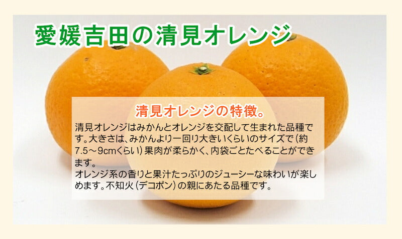 【フルーツ みかん 清見オレンジ】愛媛県 愛南町 みかん果樹園 吉田農園樹上完熟栽培 吉田の清見オレンジ 5kgＢ級品 採りたてを農園から産地直送送料無料【ミカン 果実 ギフト 贈答品】