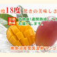 【フルーツ 果物 マンゴー 送料無料】新潟県 南魚沼産 雪国温泉マンゴー温泉の熱で育てた甘熟マンゴー 4Lサイズ 550g以上 1個【発送箱 ギフト プレゼント】