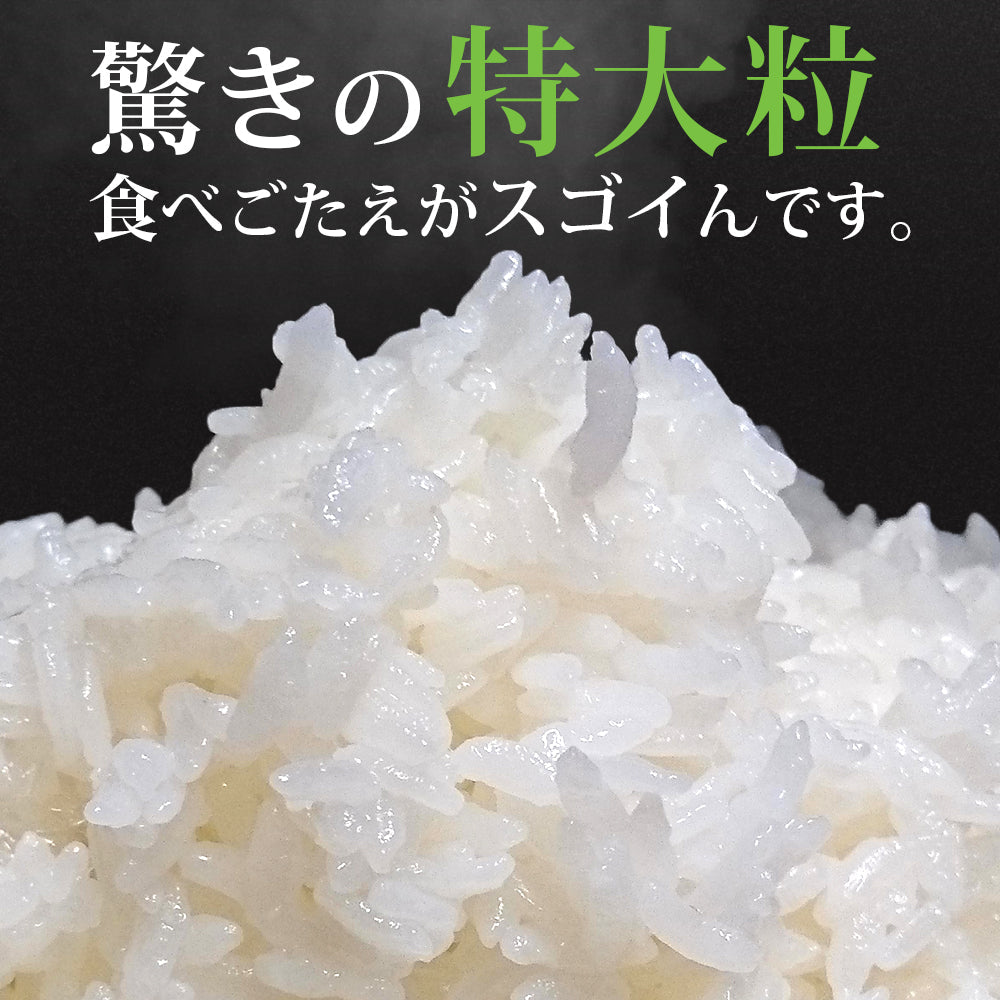 【限定クーポンで20%OFF】雪若丸 玄米 30kg 山形県産 令和3年産 送料無料 30キロ 米 こめ コメ お米 新米