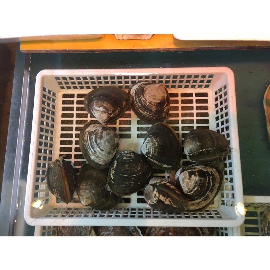 北海道産 特産貝詰め合わせセット ホタテ 青つぶ ほっき貝 牡蠣等