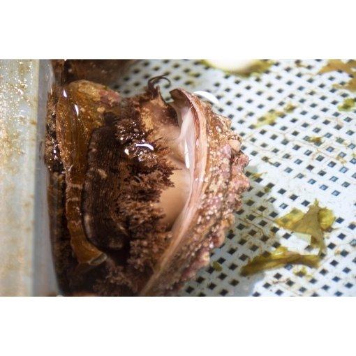 北海道産 高級 蝦夷あわび 1kg（10~12個）
