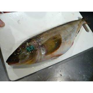北海道恵山産 特大 バキバキ 3尾