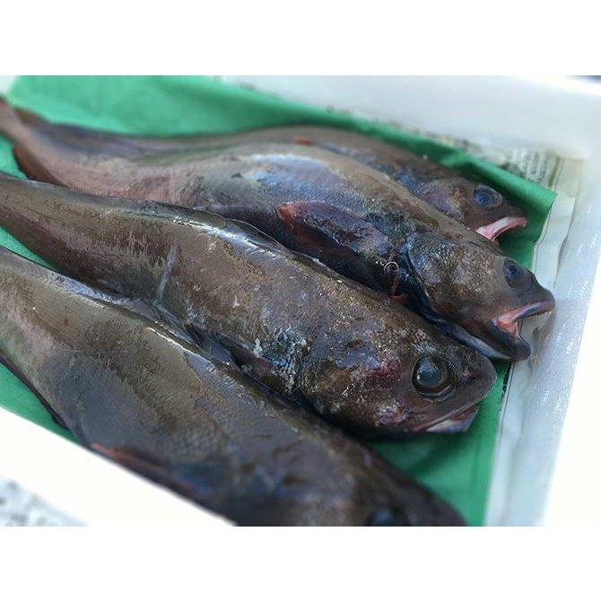 北海道ご当地魚 蝦夷あいなめ（どんこ） 2尾