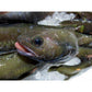北海道ご当地魚 蝦夷あいなめ（どんこ） 2尾