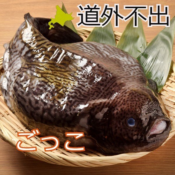 北海道函館 ゴッコ（ホテイウオ） 2尾（オス1尾メス1尾）
