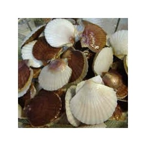 北海道 函館噴火湾産 ホタテ稚貝 1kg