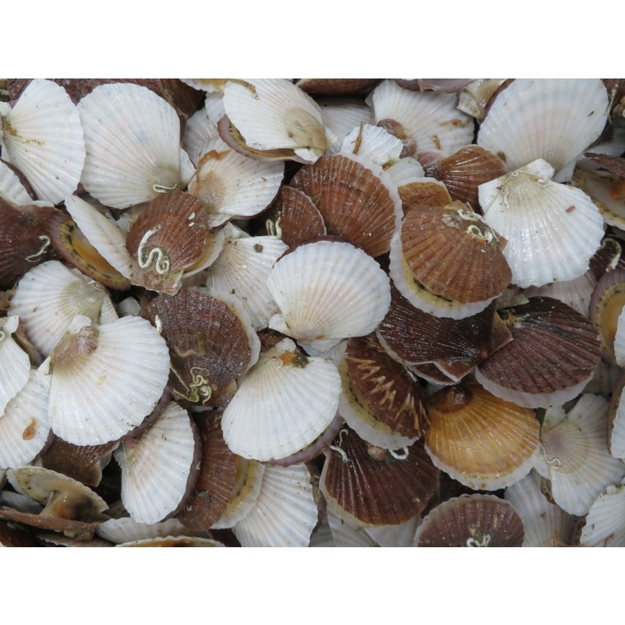 北海道 函館噴火湾産 ホタテ稚貝 1kg
