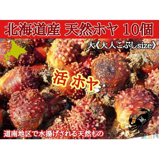 北海道産 天然 ホヤ 10個