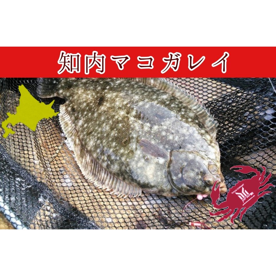 北海道 知内産 マコガレイ 一尾 30cm前後